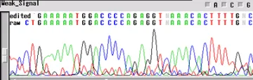 Not enough DNA Template